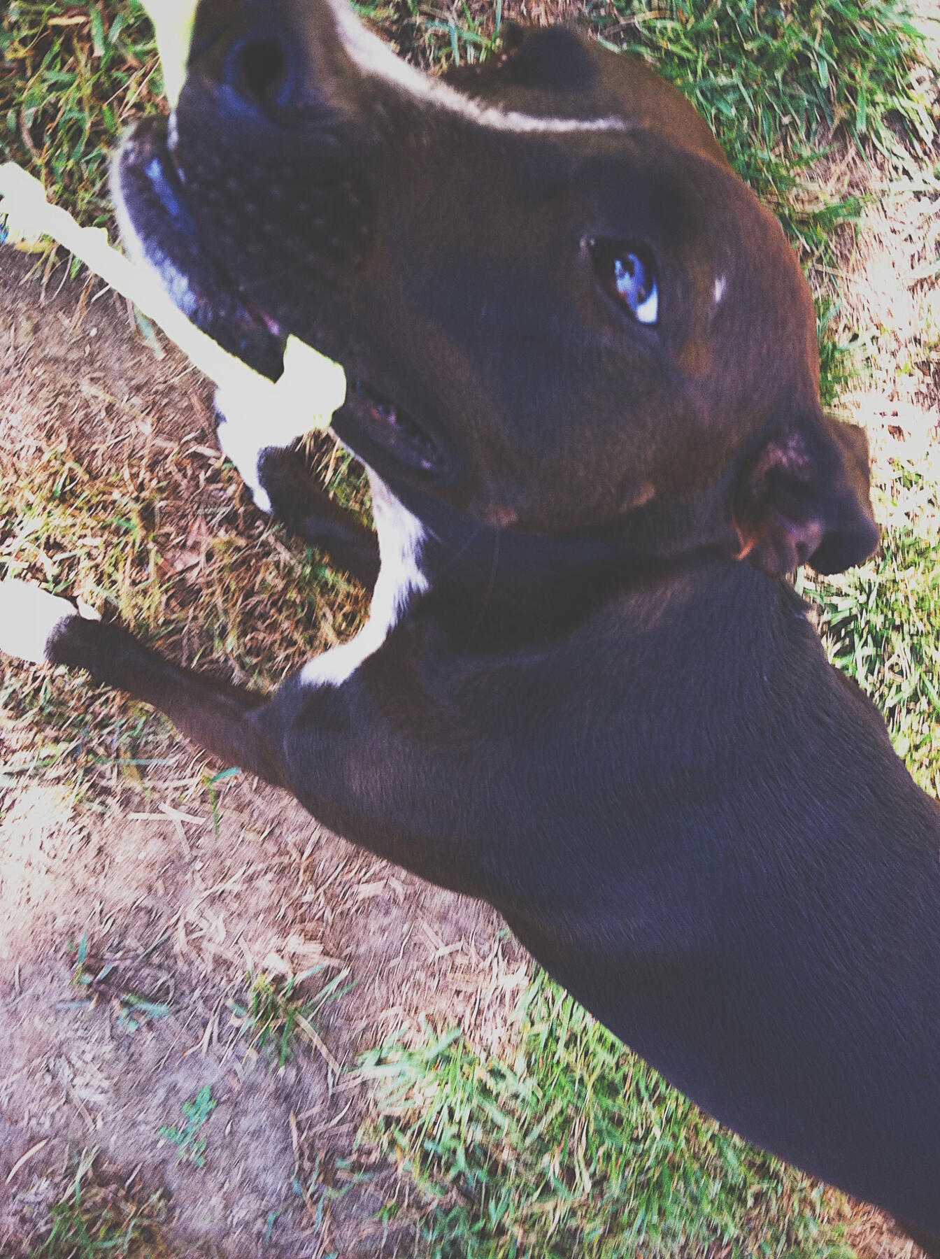 Happy Dog 🐶, Nov 2014