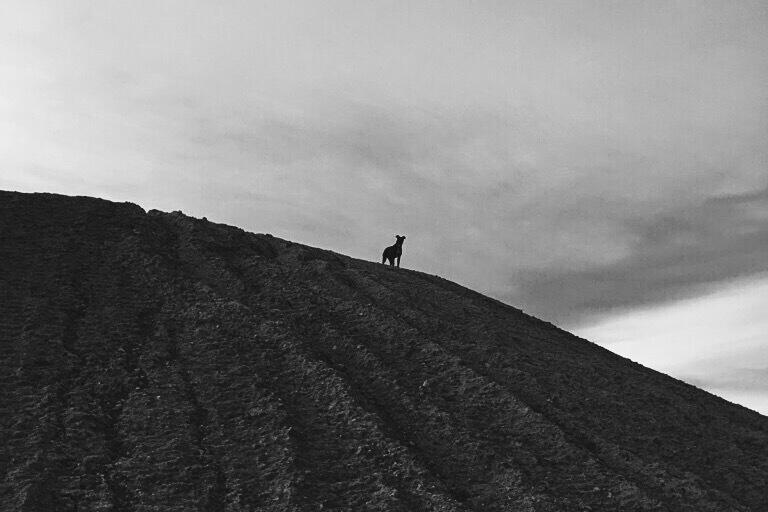 Something doggy this way comes 🐶, May 2016